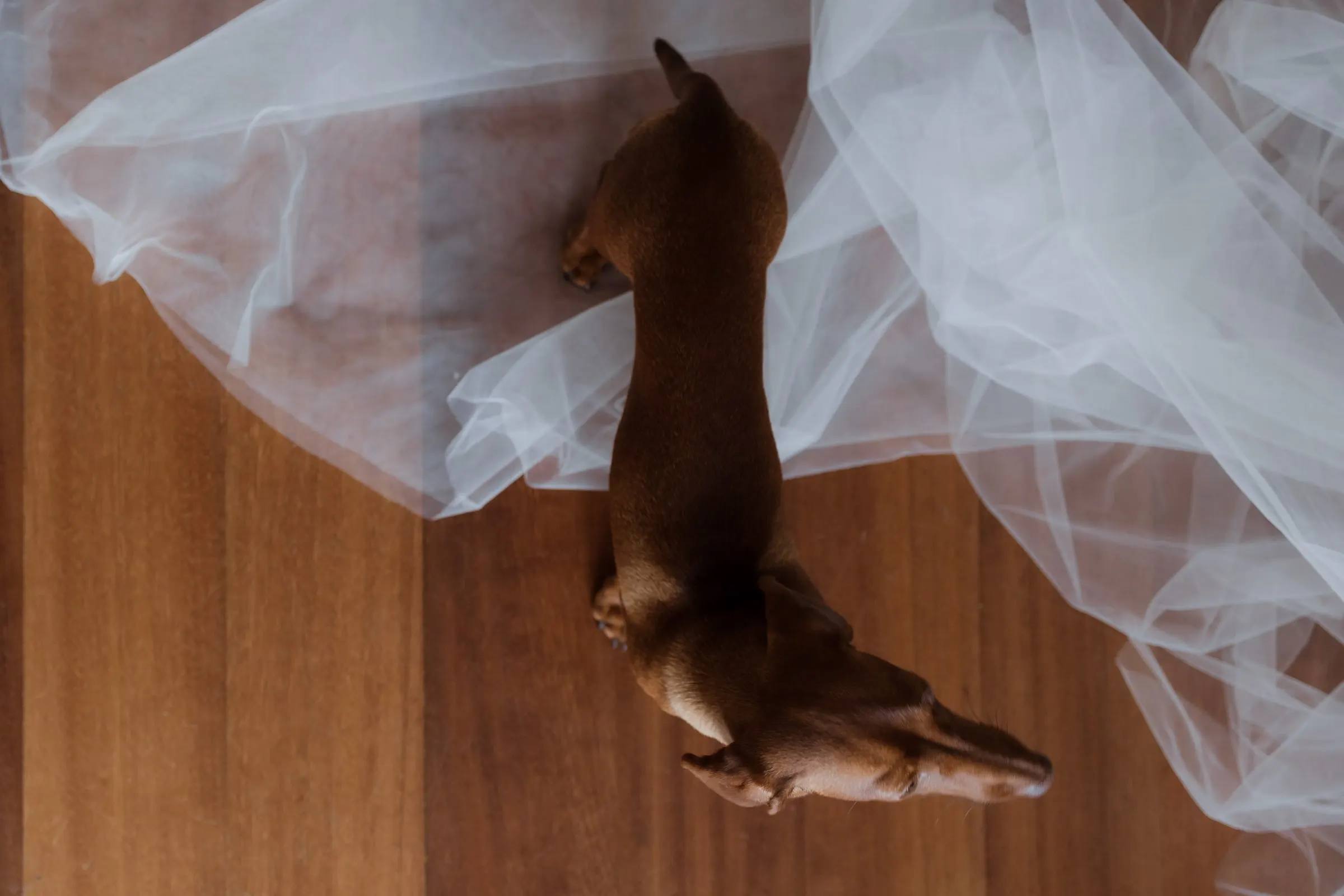 Dachshund lying on the bride's tulle veil on a wooden floor, Barbillón, Marbella