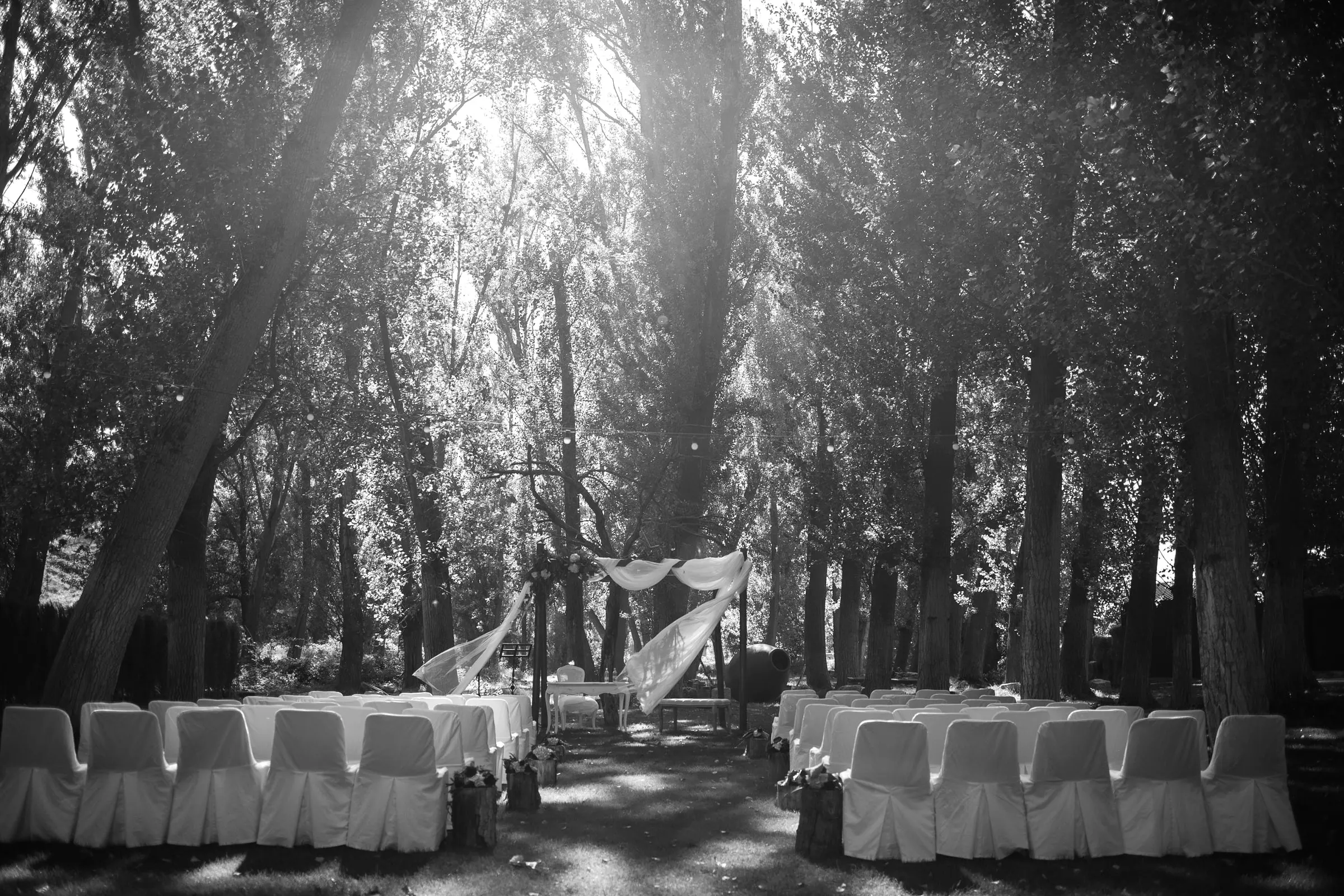 Black and white of a ceremony set among tall trees, white chairs and a draped altar, Costa del Sol