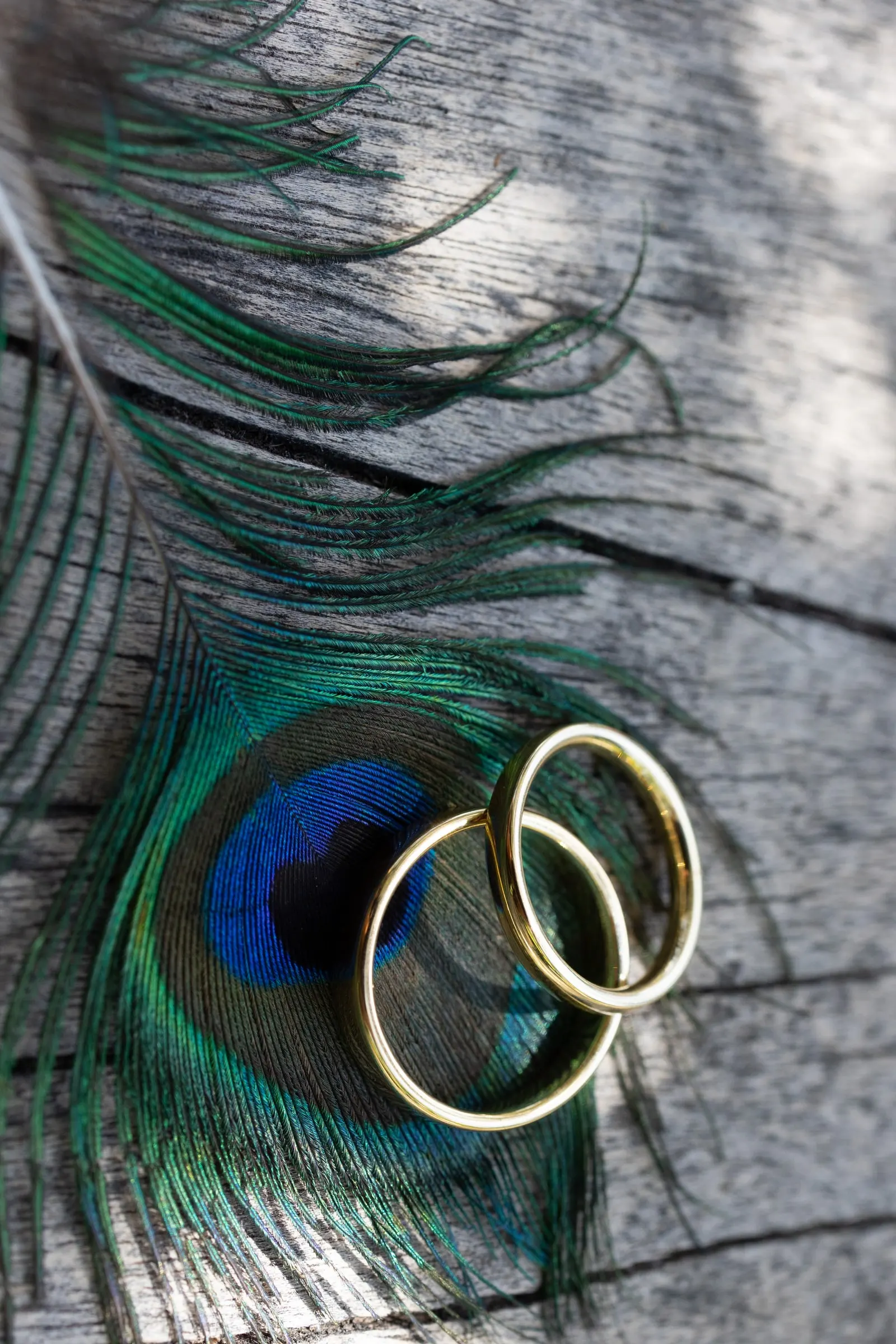 Dos alianzas de oro sobre una pluma de pavo real